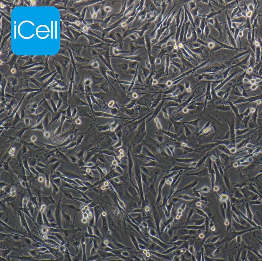 OAR-L1 绵羊肺成纤维细胞/STR鉴定/镜像绮点（Cellverse）