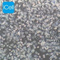 DRG 大鼠背根神经节细胞/种属鉴定/镜像绮点（Cellverse）