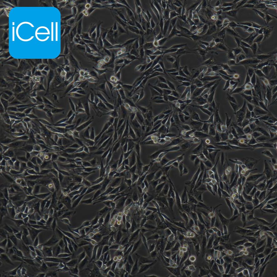 L6 大鼠成肌细胞/种属鉴定/镜像绮点（Cellverse）