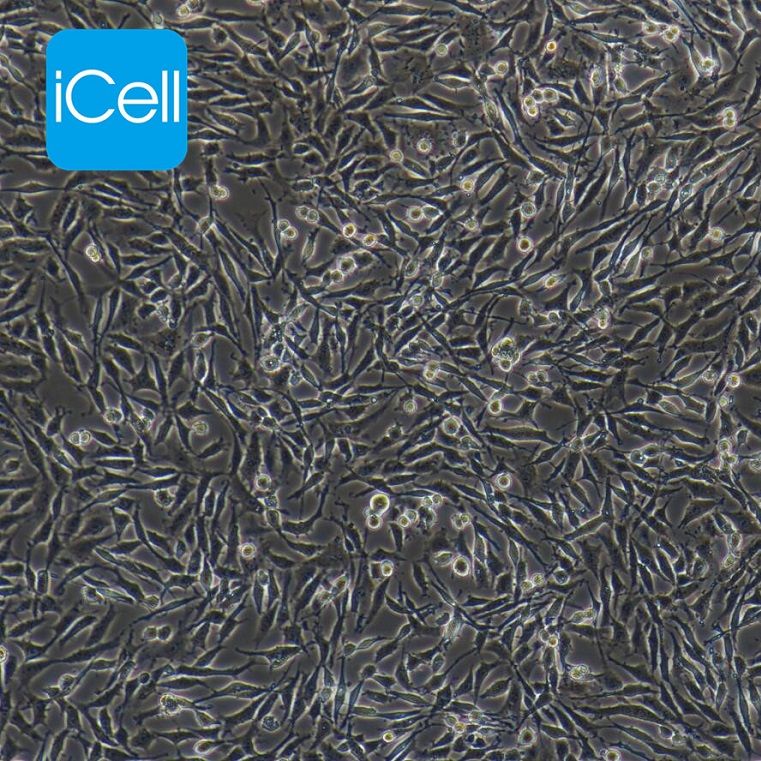 C6 大鼠脑胶质瘤细胞/种属鉴定/镜像绮点（Cellverse）