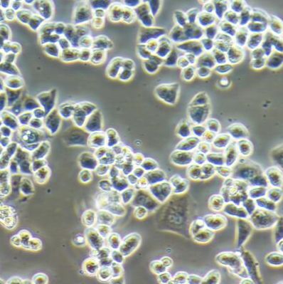 人结肠癌细胞HCT-15