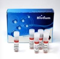 SYNAPTOGREENTM C2(SPECIAL PACKAG), 1mg 70045