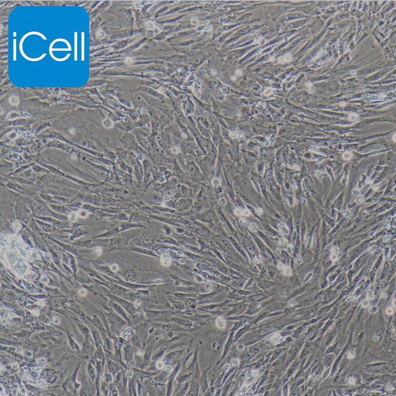 脂肪干细胞/心肌成纤维细胞/免疫荧光鉴定