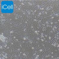 脂肪干细胞/心肌成纤维细胞/免疫荧光鉴定