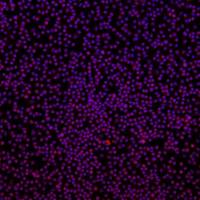 大鼠腹腔巨噬细胞原代