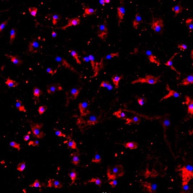  大鼠肺微血管内皮细胞原代细胞
