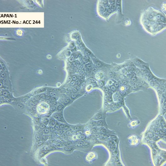 人胰腺癌细胞Capan-2
