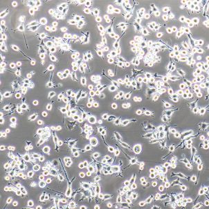 Bv-2小鼠小胶质瘤细胞