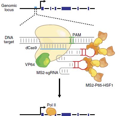 CRISPRa 预制稳转株、预制稳定细胞系、慢病毒稳转