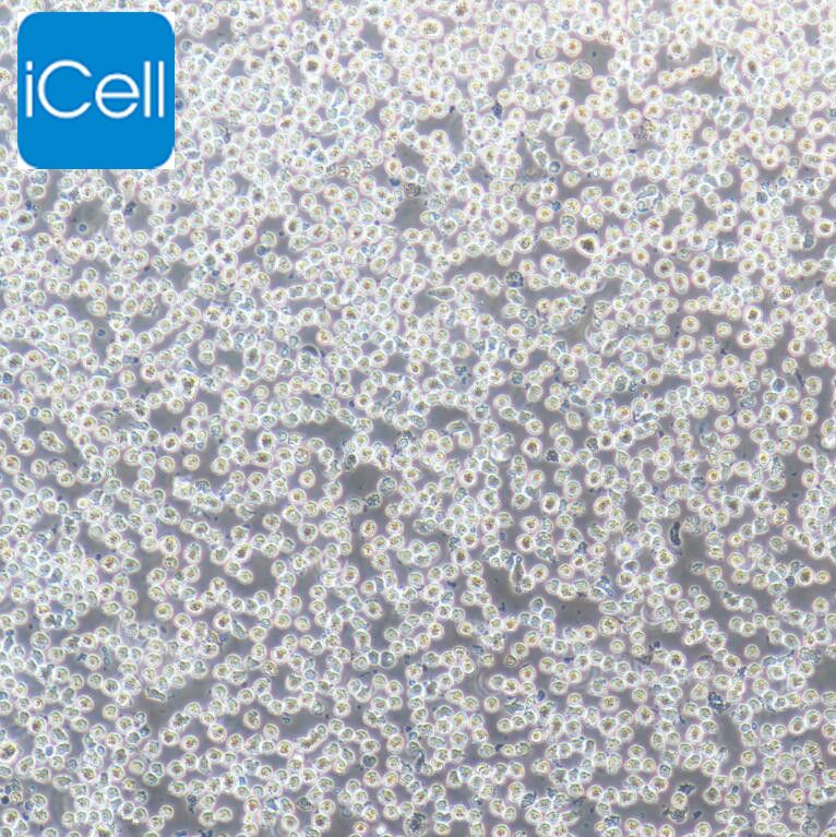 U266 人骨髓瘤细胞 STR鉴定 镜像绮点（Cellverse）