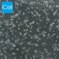 Dami 人巨核细胞白血病细胞/STR鉴定