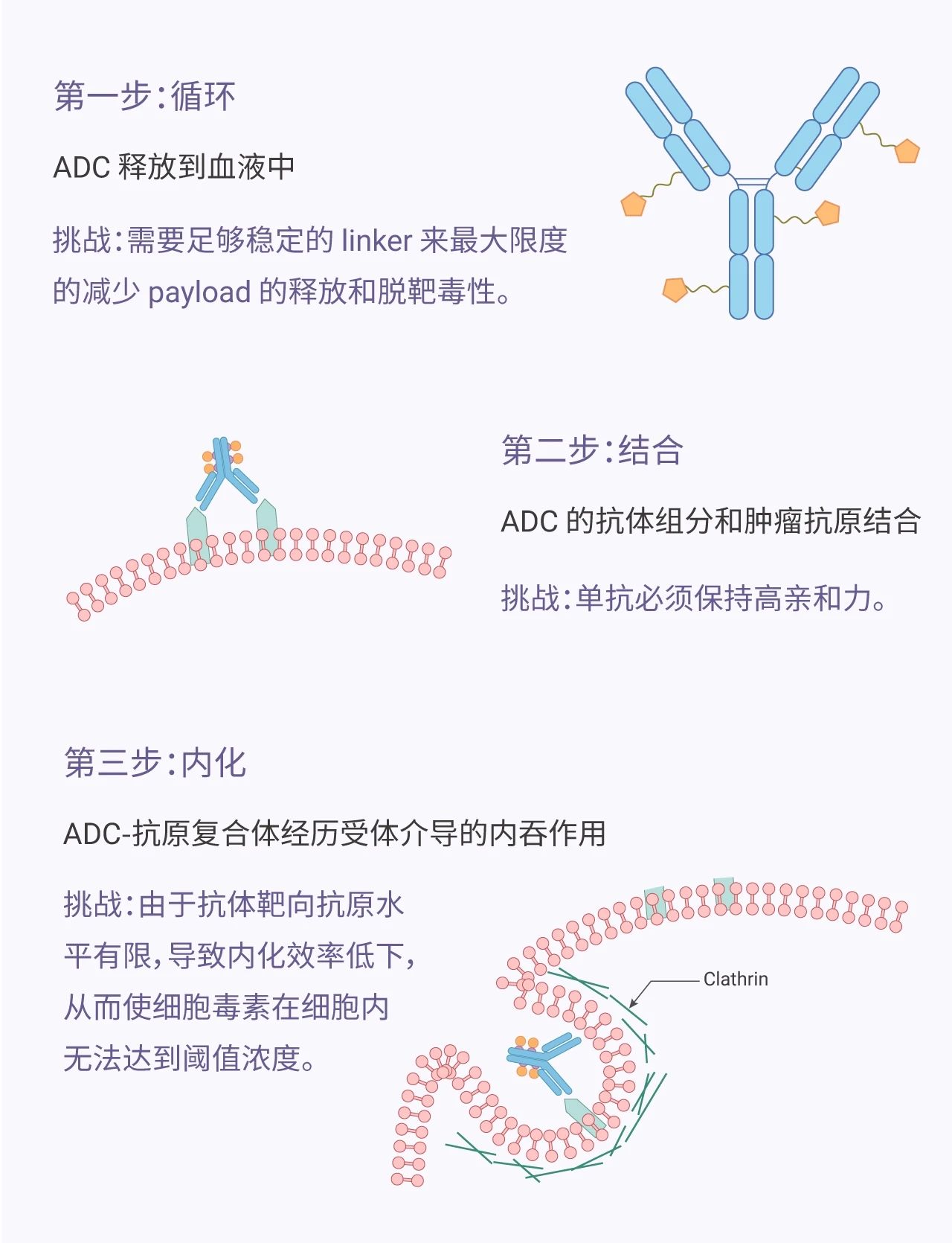 How antibody drug conjugate (ADC) work - ADC Technologies