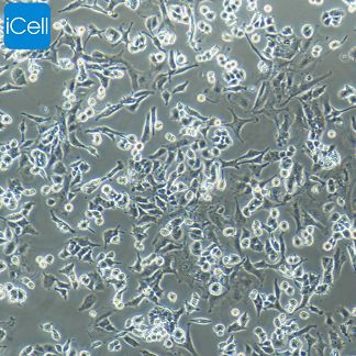 PC-12 低分化 大鼠肾上腺嗜铬细胞瘤细胞 STR鉴定