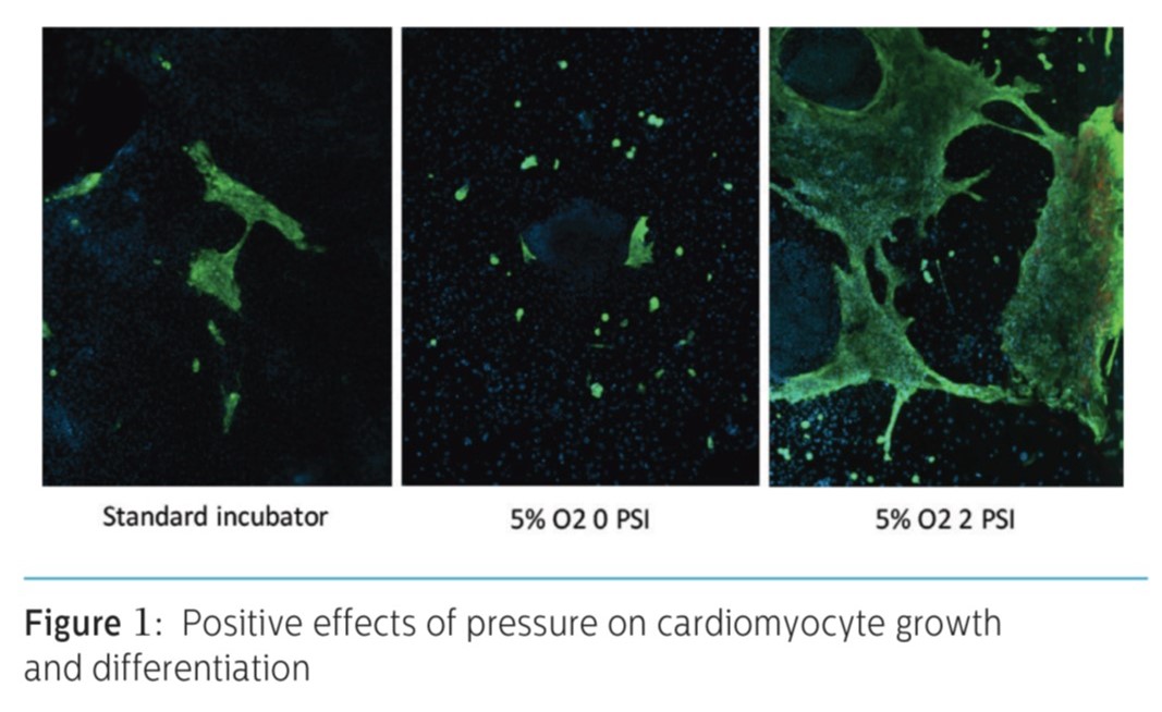 细胞微环境精准控制，AVATAR让细胞在体外“不忘初心，牢记使命”