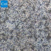 PC-12 未分化 大鼠肾上腺嗜铬细胞瘤细胞/STR鉴定/镜像绮点（Cellverse）