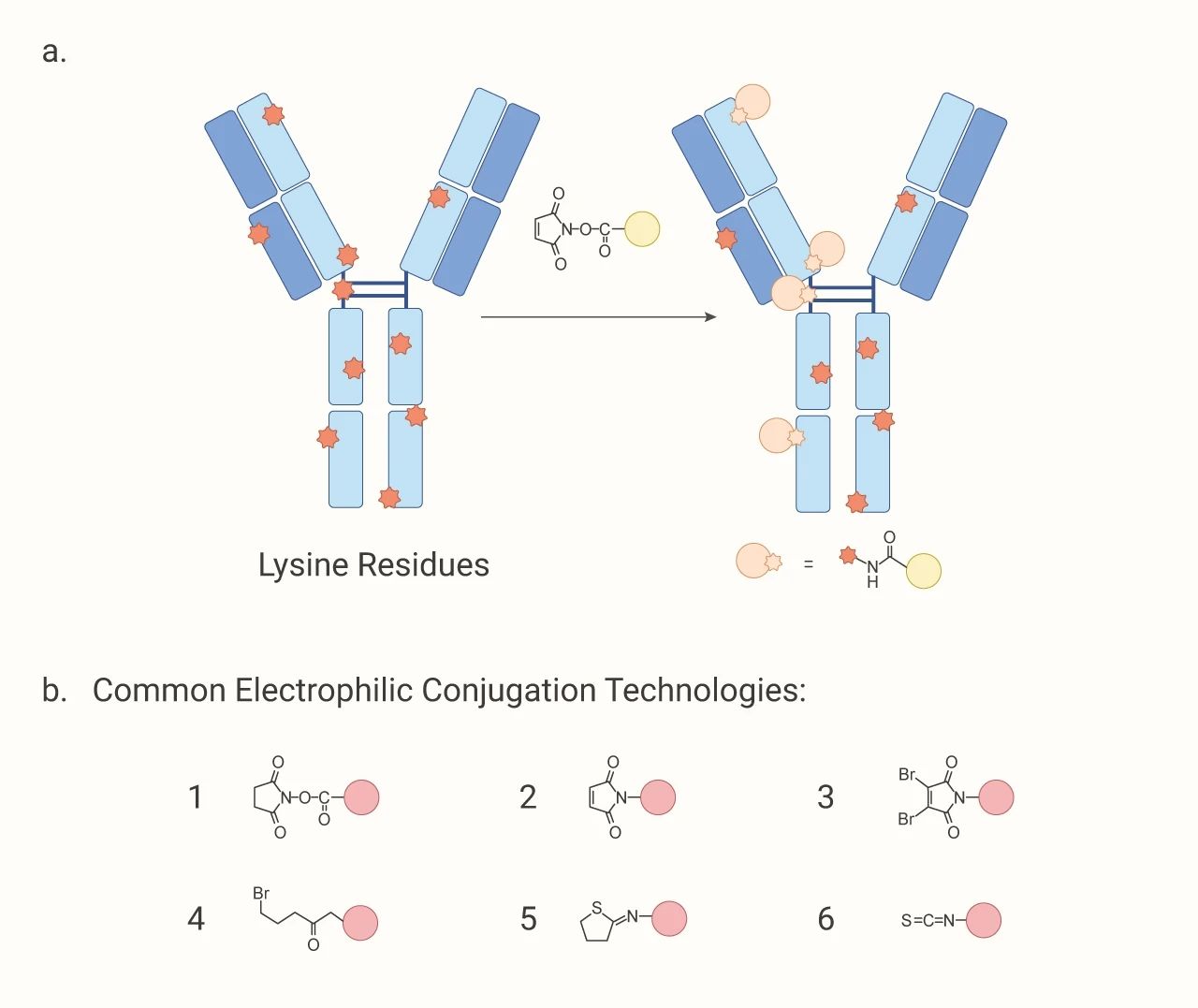 嵌合抗体表达-全长抗体制备-抗体人源化-自建实验室-德泰生物公司