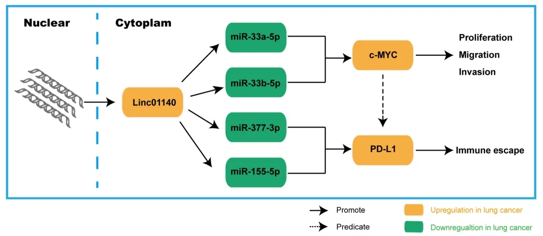 lncRNA研究进展盘点（20210902）