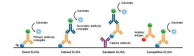 人sCD105Elisa检测方法