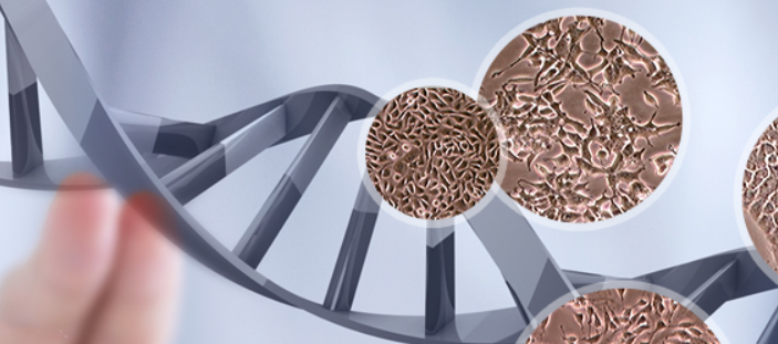 小鼠肝窦内皮细胞小鼠肝窦内皮细胞小鼠肝窦内皮细胞