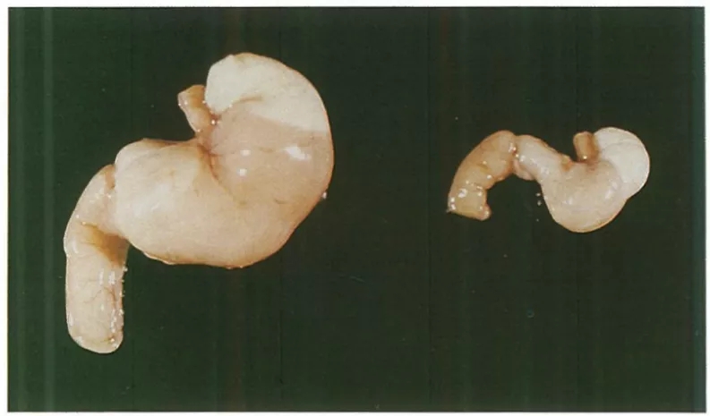 Nos1基因敲除小鼠