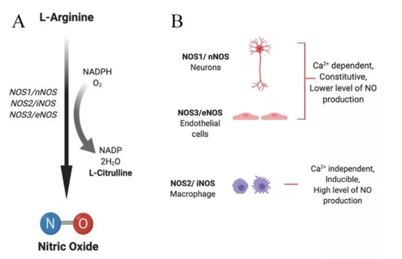 Nos1基因敲除小鼠