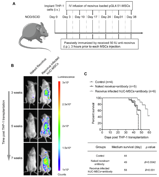 文献速递│荷载溶瘤病毒干细胞在急性髓系白血病中的应用研究