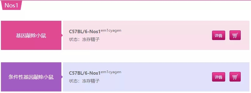 Nos1基因敲除小鼠