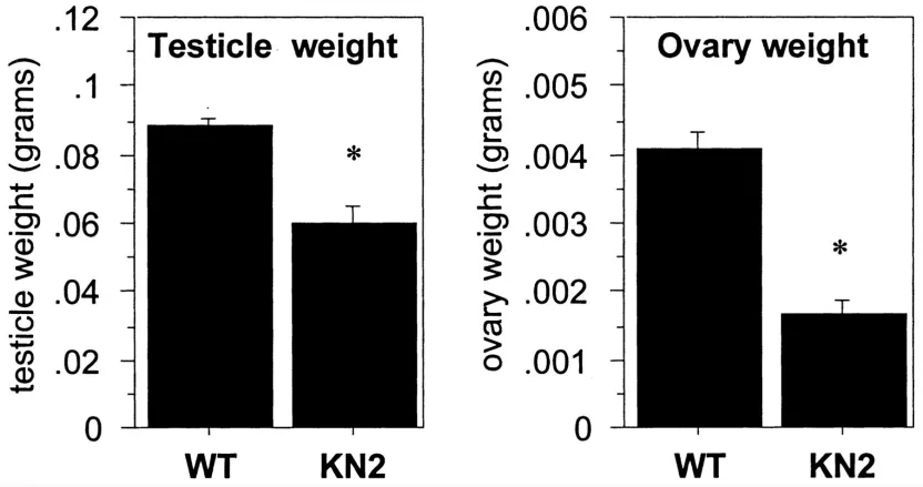 Nos1基因敲除小鼠