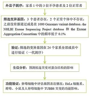 丁香实验推荐阅读