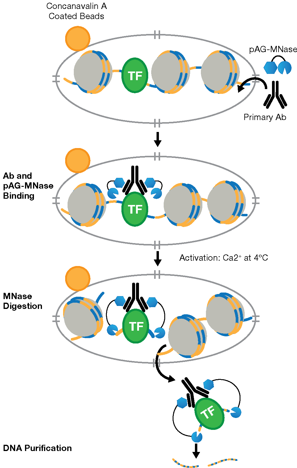 原位靶蛋白DNA互作研究新方法——CUT&RUN以及CUT&Tag_公司新闻_丁香通