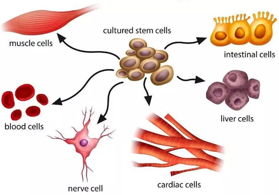 文献速递│荷载溶瘤病毒干细胞在急性髓系白血病中的应用研究