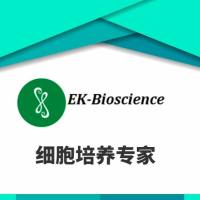 NCI-H157细胞、NCI-H157人非小细胞肺腺癌细胞