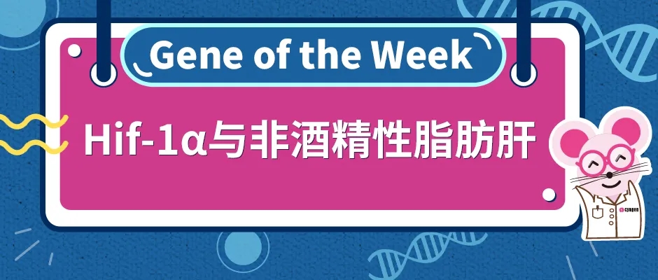 非酒精性脂肪性肝病（NAFLD）与HIF-1α基因