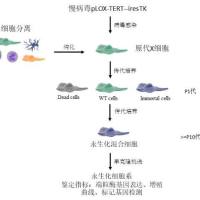 原代细胞永生化建系服务