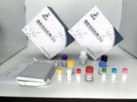 大鼠瘦素(LEP)ELISA试剂盒