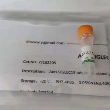 pCR4-TOPO-NEUROG3质粒载体