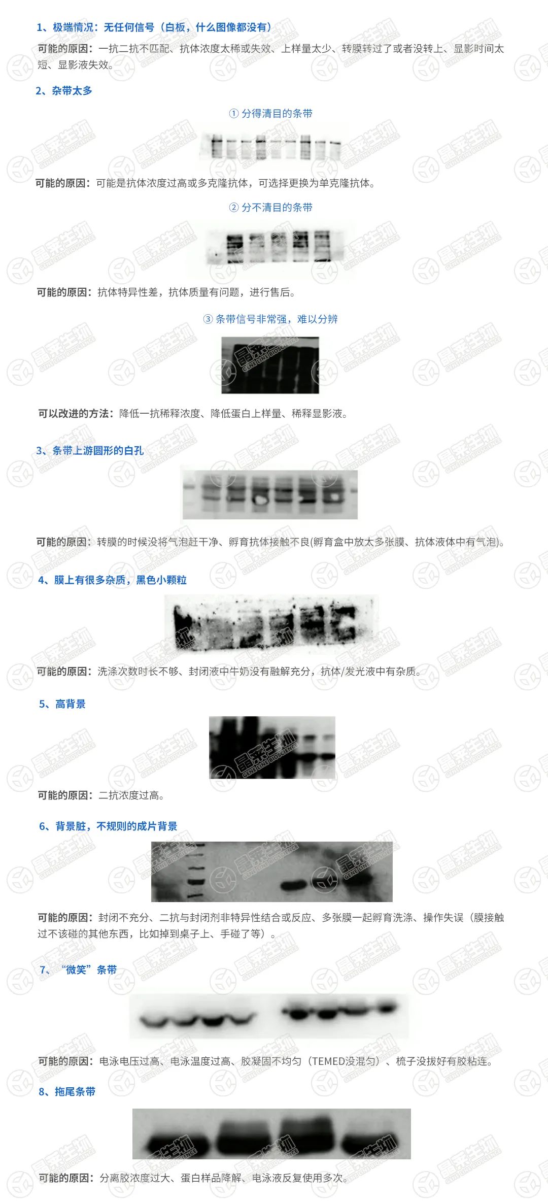 Western Blot（蛋白质印迹法）异常原因分析