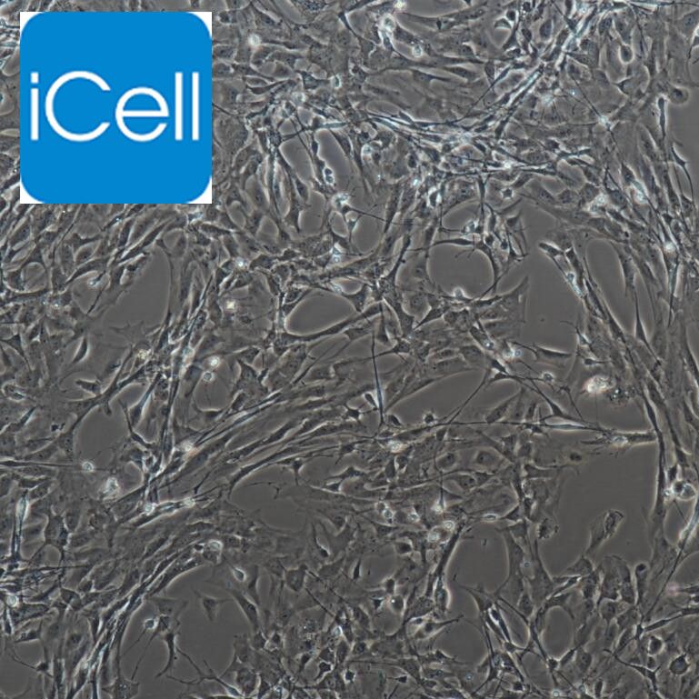 SD 大鼠神经胶质细胞  免疫荧光/原代细胞检测