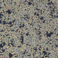 浙江（杭州）美森 小鼠淋巴阿伯森鼠白血病病毒诱发的肿瘤细胞 RAW 264.7(Luc1)