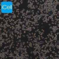 G422 |G422细胞|G-422|G-422细胞|G-422小鼠神经胶质瘤细胞/STR鉴定