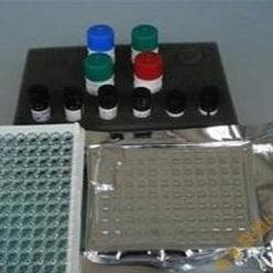 人胆囊收缩素/肠促胰酶肽(CCK)Elisa试剂盒
