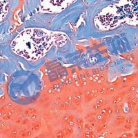 番红O固绿染色实验服务