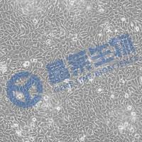 晶莱生物细胞培养/迁移/侵袭/MTT/转染/流式分选/诱导整体课题实验服务