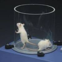足底热痛仪 / 动物行为学实验