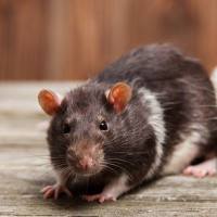 输精管结扎手术