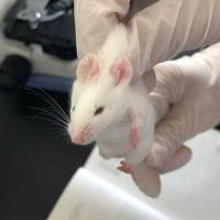 网屏训练 / 动物行为学实验