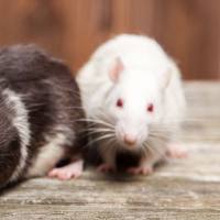 输卵管结扎手术