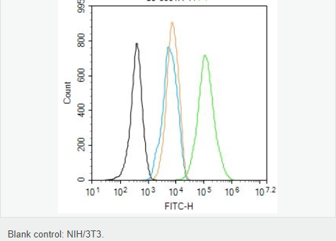 β-肌动蛋白/β-Actin（内参）抗体