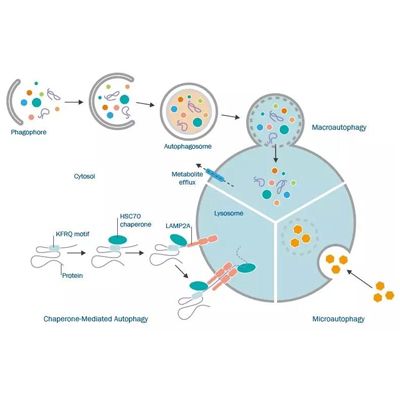 WB验证自噬体靶蛋白