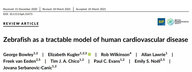 心脏疾病研究的可控模型丨斑马鱼研究丨环特生物